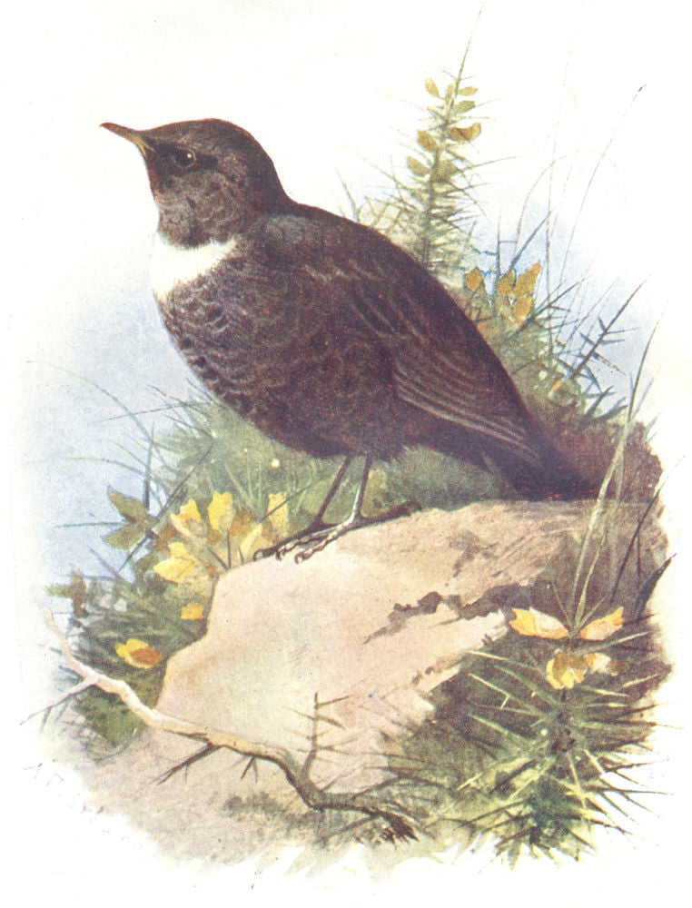 BIRDS. Ring Ouzel  1901 old antique vintage print picture
